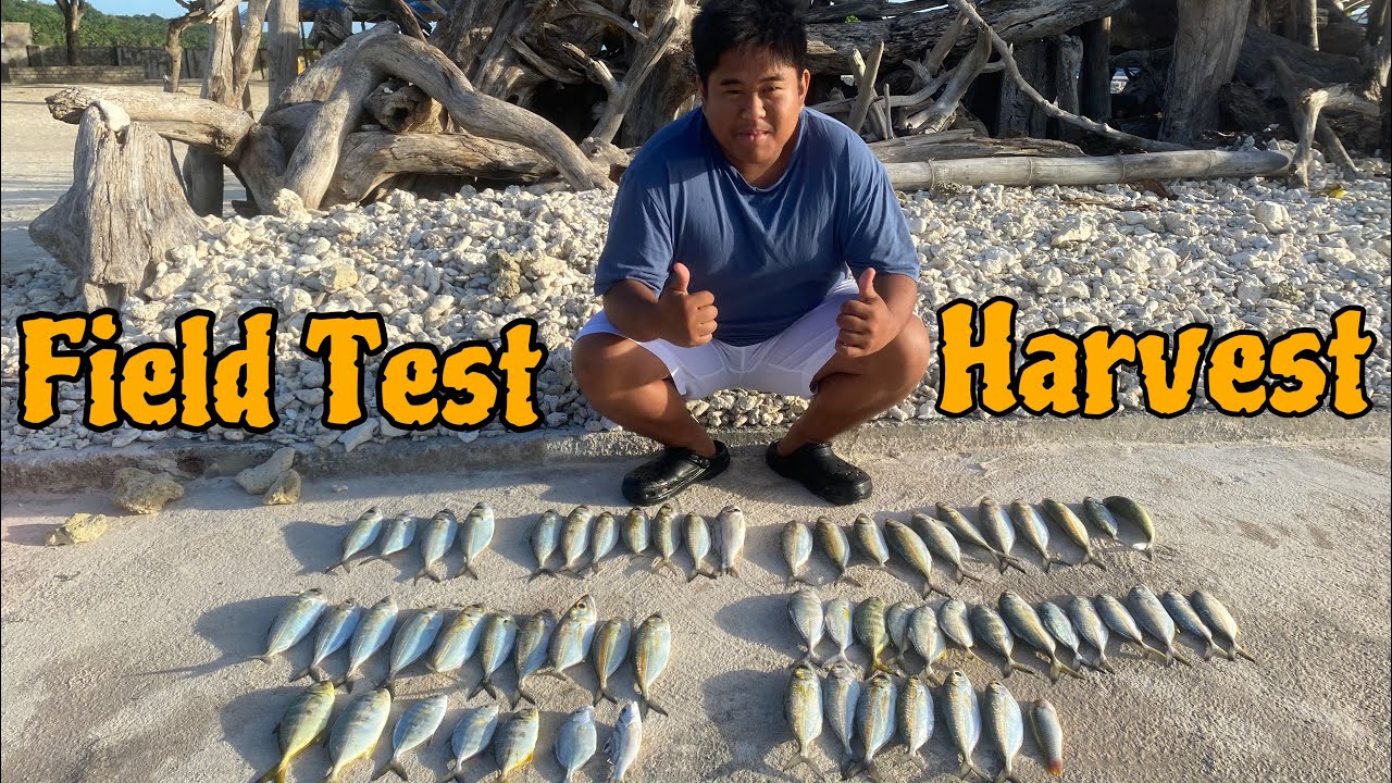Field Test to Harvest | Ajing Game | Tagalog Sub