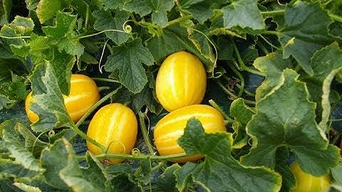 DƯA LÊ HÀN QUỐC SUPER 007 HONEY TRỒNG TẠI XÃ ĐẠI ĐỒNG, THẠCH THẤT, HÀ nỘI