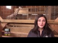 Construction Ensues After April the Giraffe Fame