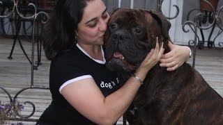 TWO BULLMASTIFF, ONE HEARTWARMING STORY