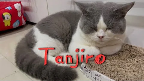 Watch the video about Cat sleeping#funny#cute#cutecat#tanjiro#lazy#fatcat#british#britishshorthair#funnyanimals#socute#
