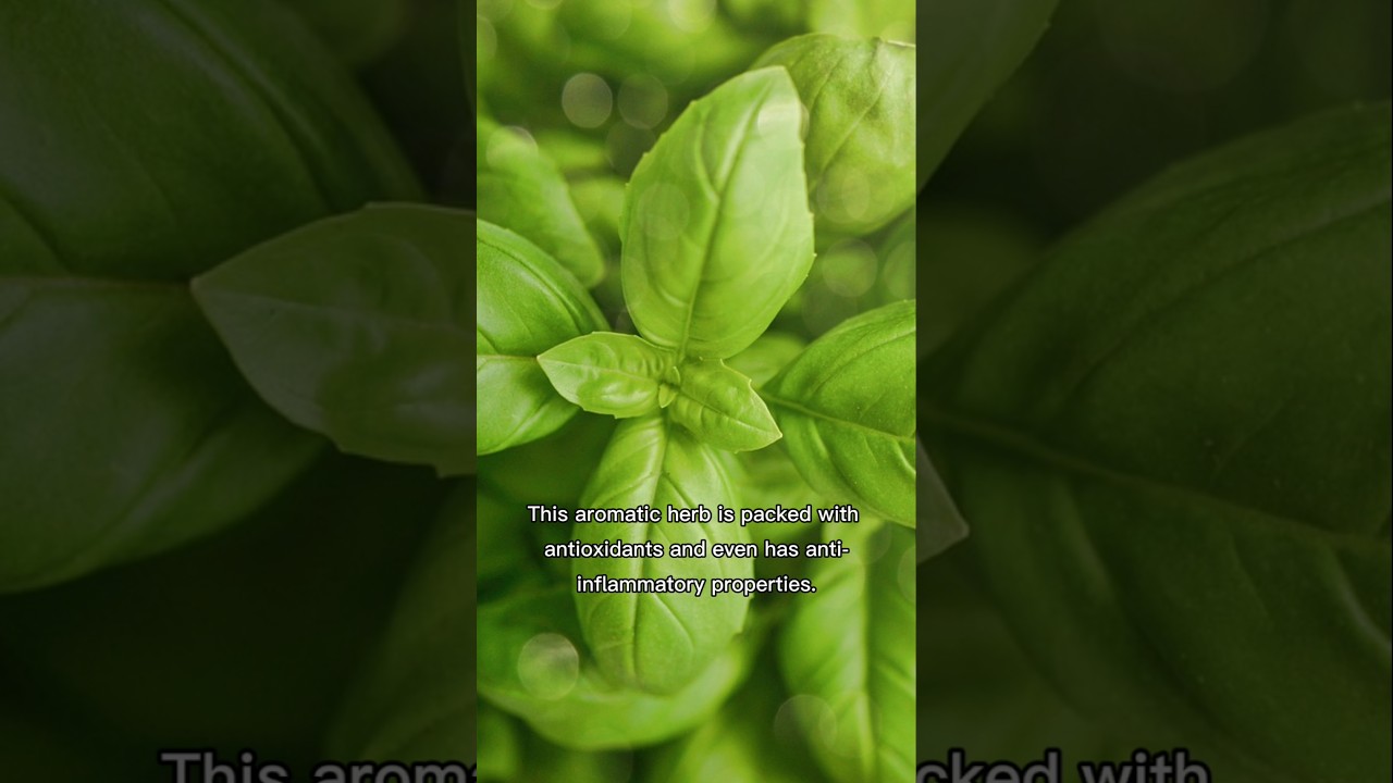 Beautiful Basil 🍃