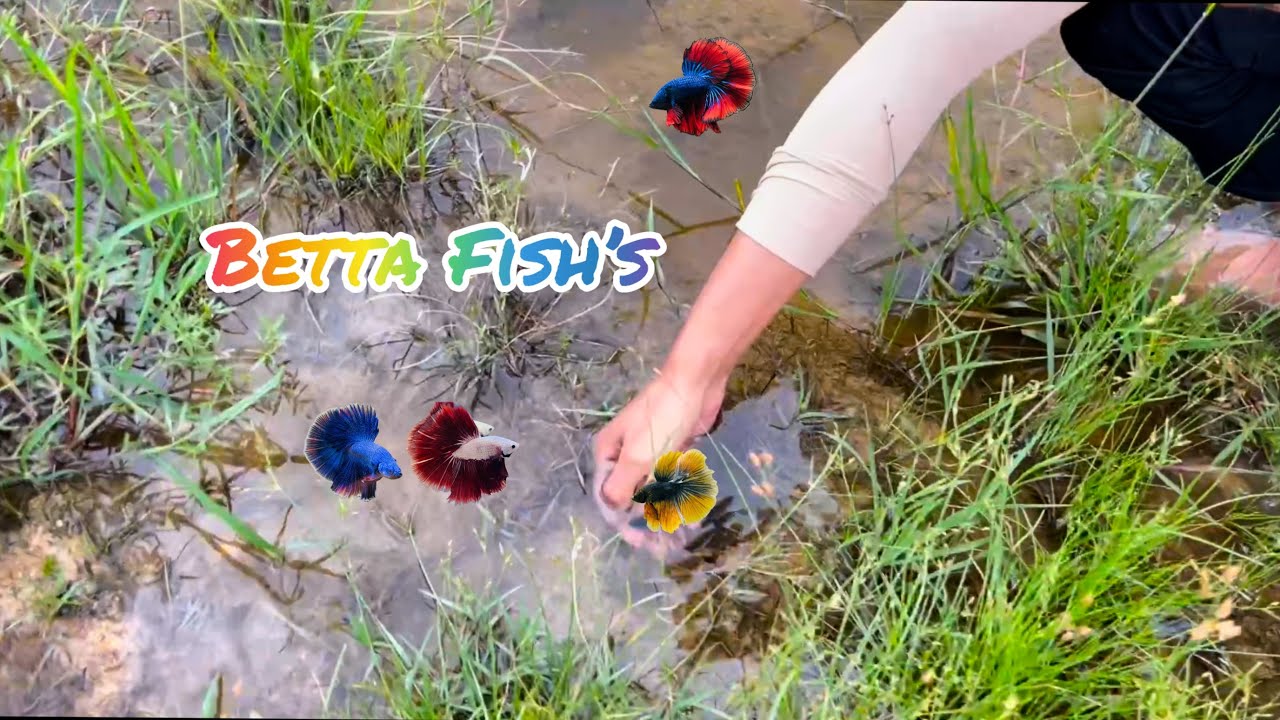 Catch many betta fish in the pond😱😱.#Betta_Fish #Fishing 