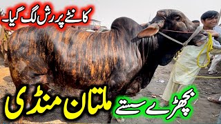 Kante Ka Rate Multan Cow Mandi Latest Updates Bakra Mandi Pakistan