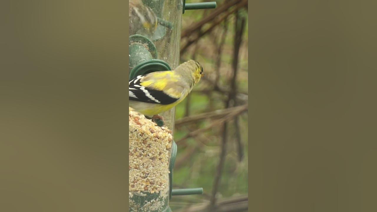Male American Goldfinch Molting