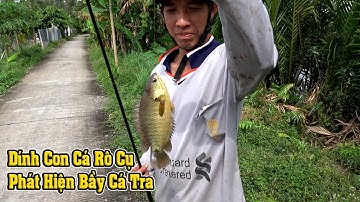 CÂU CÁ RÔ PHÁT HIỆN BẦY CÁ TRA SÔNG QUẬY NHƯ TRONG AO NHÀ - FISHING NGÃ NĂM TV