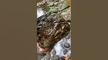 Fossil hunt #youtubeshorts #fossils #yp #fossil #fossildiscovery #paleontology #fypage #fy #shorts