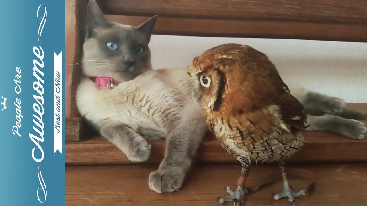Cute Owls Compilation HD - YouTube
