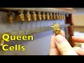 Florida Beekeepers Part 2: Queen Production with Chris Werner