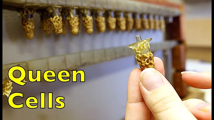 Florida Beekeepers Part 2: Queen Production with C...