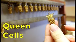 Florida Beekeepers Part 2: Queen Production with Chris Werner