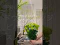 ドウダンツツジとビバーナムスノーボール🌿気軽に枝ものを飾る ドウダンツツジで部屋にが一気に爽やかに まんまる可愛いビバーナムに癒されて 皆、好きな枝ものは何ですか? #癒し #園芸 #flowers
