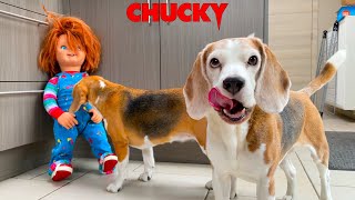 Dogs VS Evil CHUCKY Prank! Funny Dog Louie The Beagle