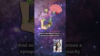 Why Scientists are Infecting Neurons with Rabies