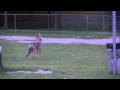 Coyote Pups Unintentionally Sealed Under School Portable