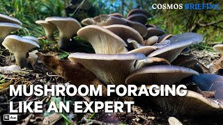 Why do we know so little about mushrooms? | Cosmos Briefing
