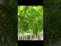 Gardening of grape fruits in the garden #grape #plants #growingfruit