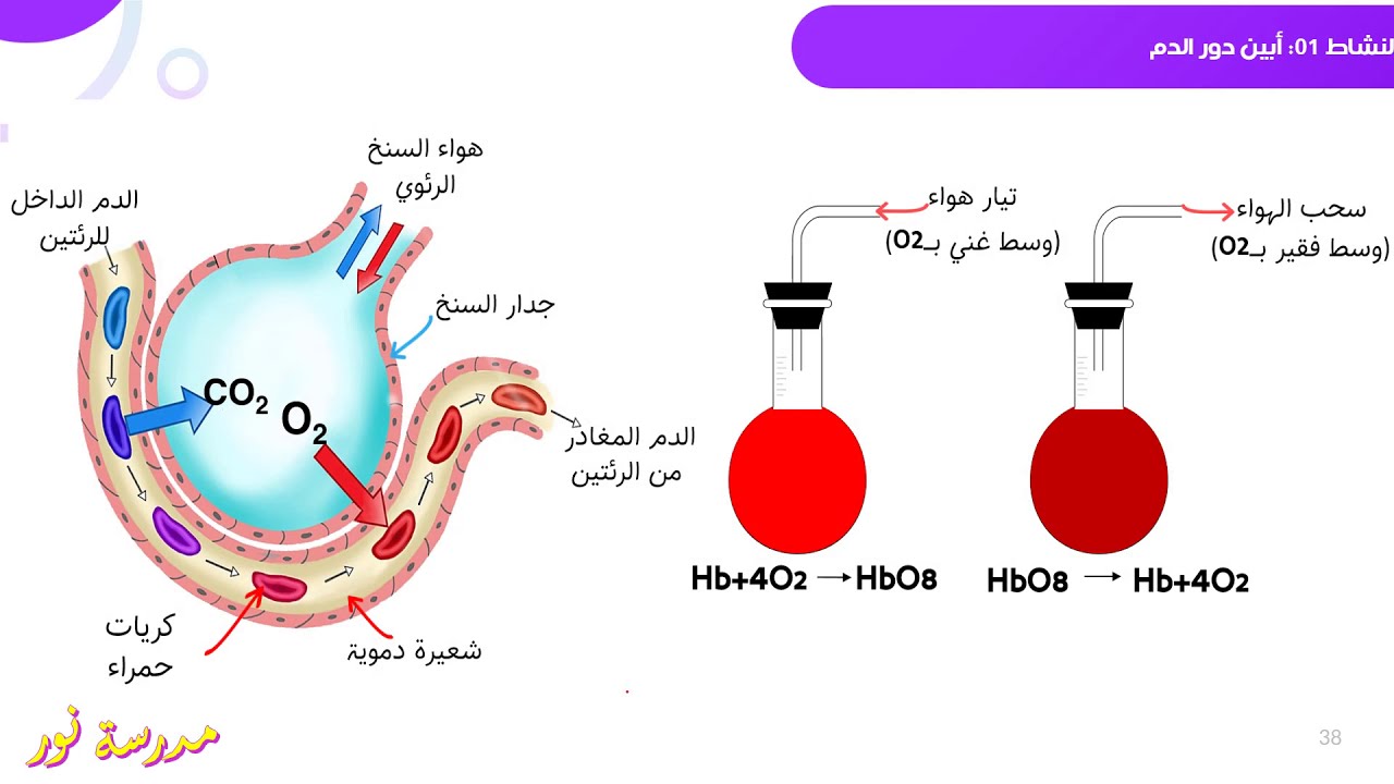 دور الهيموغلوبين في العضوية علوم طبيعية سنة 04 متوسط