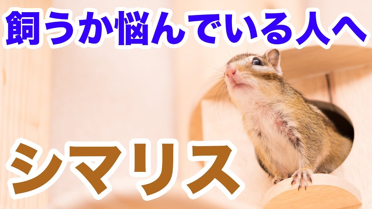 ペット シマリス