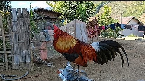 qaib dib tuaj zoo heev leej twg nyiam noog tau nawb 23861410 zzzzzz2023-2024