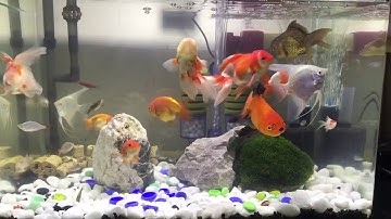 Hồ cá vàng mini - goldfish tank