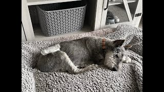 Mr Grant and Doggy Dementia | Life With Schnauzers by Schnauzer Mom 12,065 views 3 months ago 13 minutes, 1 second
