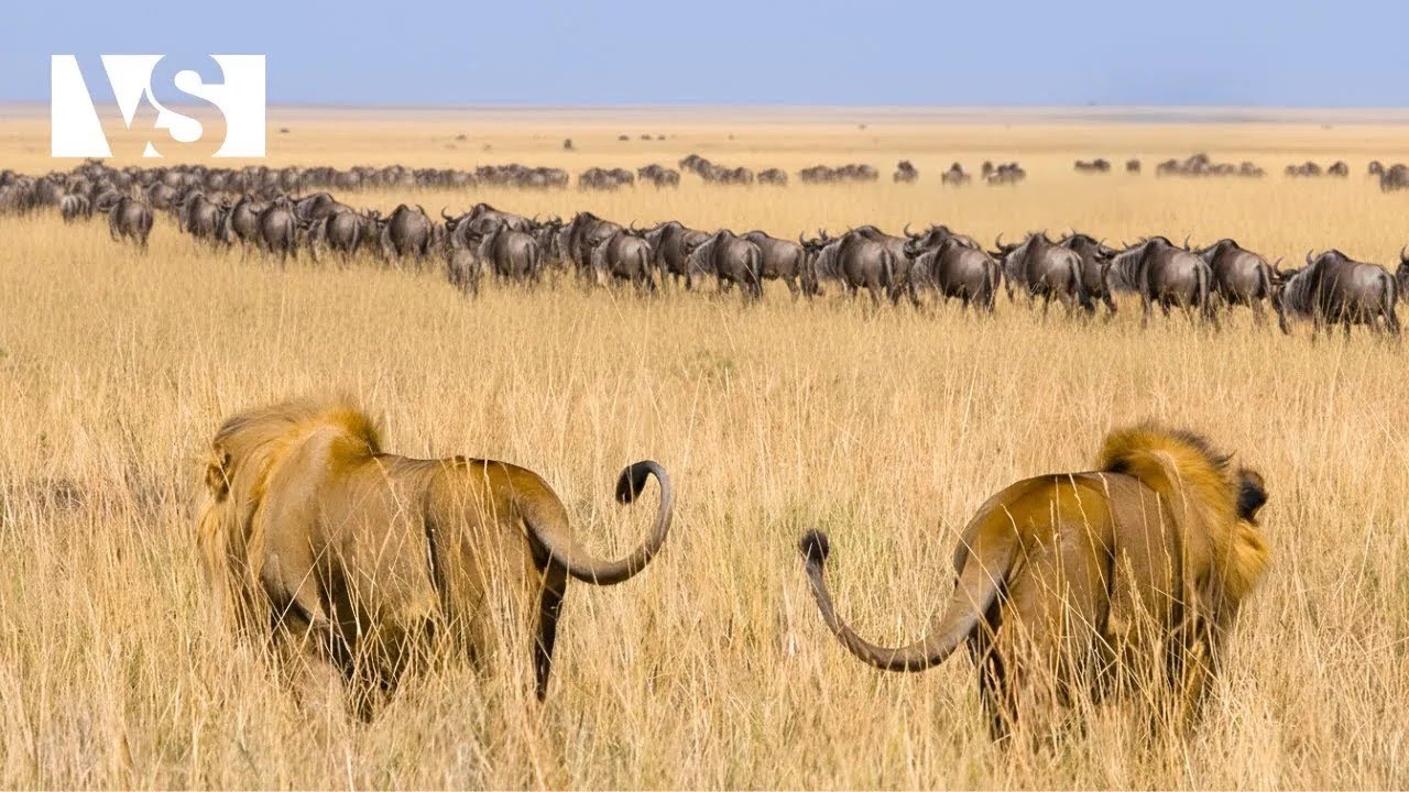 THE GREAT MIGRATION | Nature’s Most Dangerous Journey – Wildlife Documentary