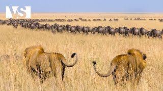 THE GREAT MIGRATION | Nature’s Most Dangerous Journey – Wildlife Documentary