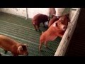 Cerdos Duroc Selección JAMONES ROBLEDO