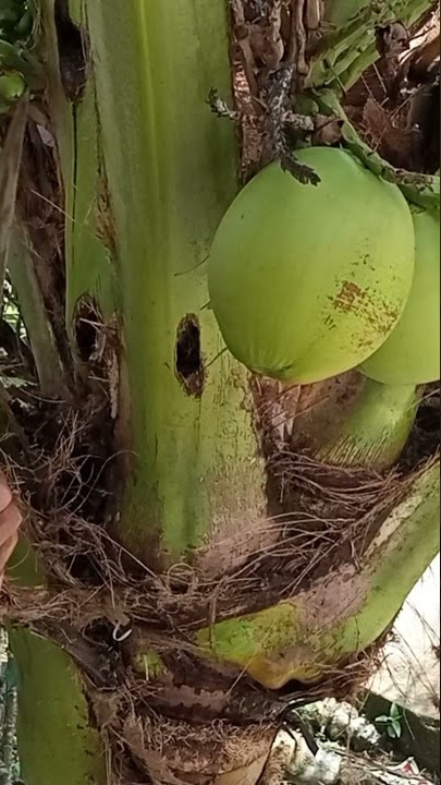 Cara mengatasi hama pohon kelapa