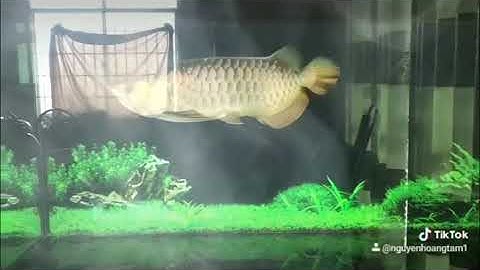 Cá rồng highback nuôi phong đen cực đẹp