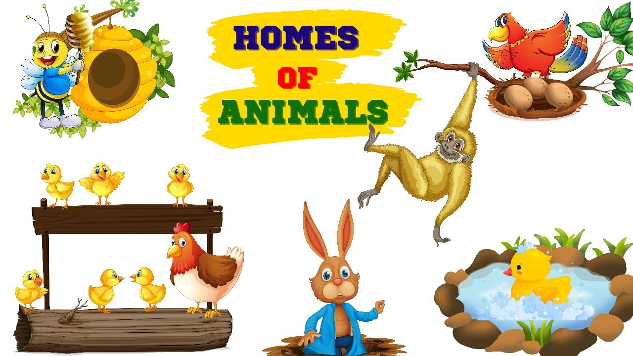 Animals and their homes | #Animalshome | Home of animals |Animal homes |#जानवरों के घरों के नाम