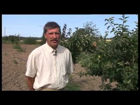 Video: Ābolu slimības: izplatītas ābeļu audzēšanas problēmas