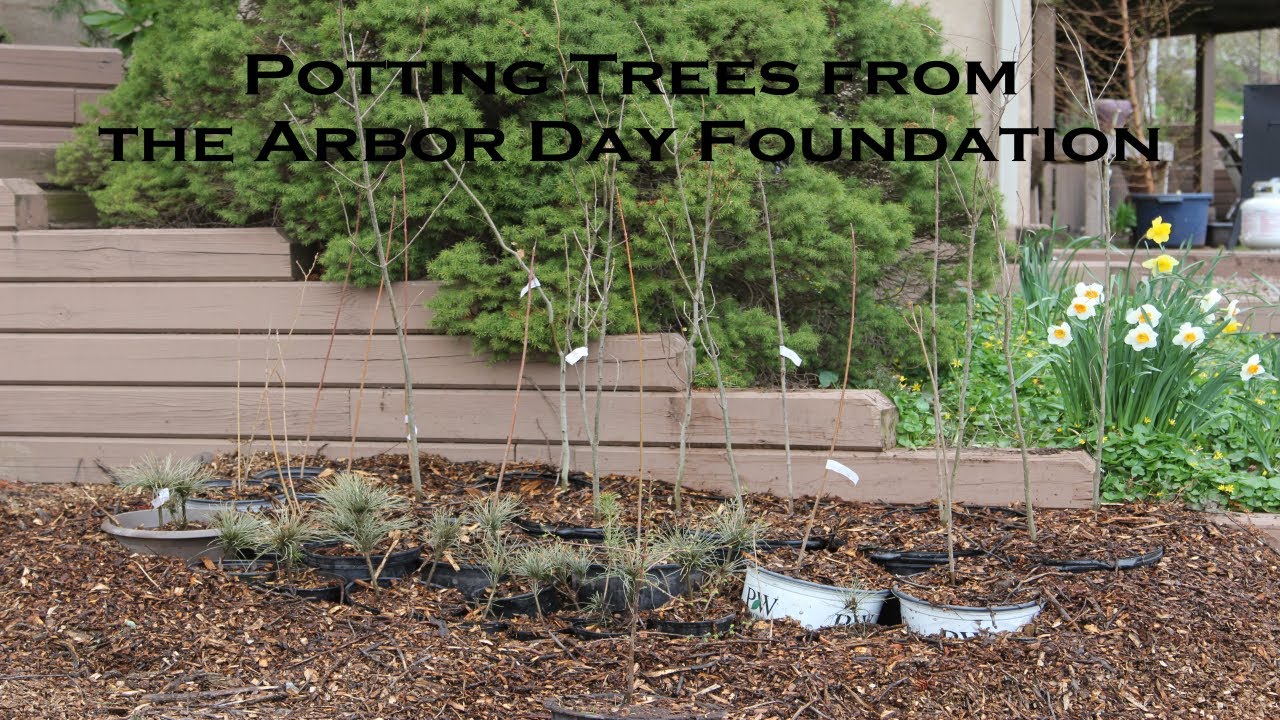 20 Preparing and Planting Trees from the Arbor Day Foundation YouTube
