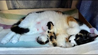 Beautiful Mimi gives birth. by Regional Animal Protection Society 812 views 5 days ago 51 seconds