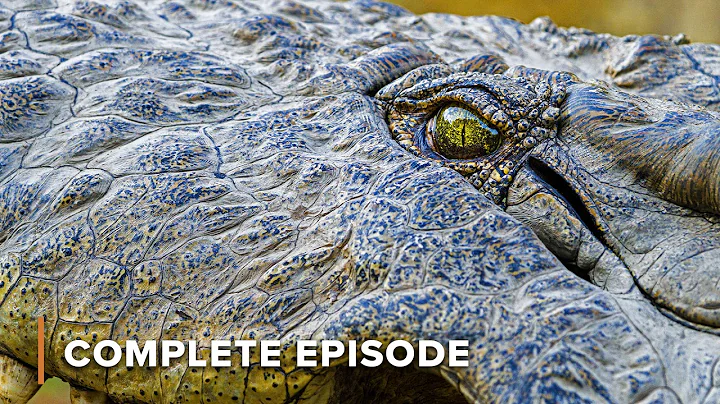 Crawling Into Crocodile Kill Zones | Croc Watch With Steve Backshall 101