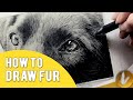 How To Draw Fur Tutorial |  4 Fur Drawing Tips With Drawing A Dog