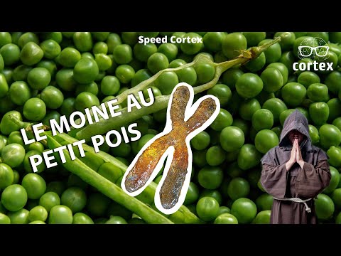 Vidéo: Pourquoi les pois sont-ils bons pour étudier l'hérédité ?