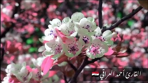 سورة البينة🌿💫بصوت القارئ الشيخ احمد العراقي🇮🇶