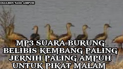 MP3||SUARA PIKAT BURUNG BELIBIS KEMBANG JERNIH PALING GACOR