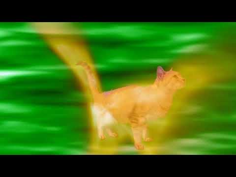 My cat's 7 lives lost to Pokémon, Angry Birds, and more