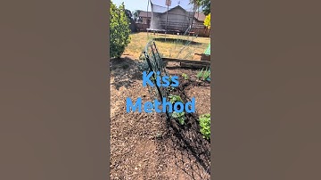 Cucumber Trellis (Kiss Method)