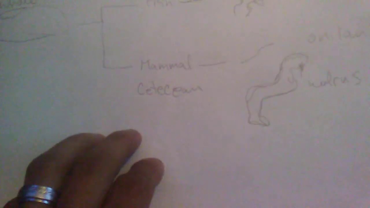 EVOLUTION SOLVED! EXPLAINED SIMPLY! EVERYTHING EVOLVED FROM THE WHALE!!