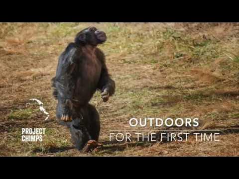 ZUM ERSTEN MAL TAGESLICHT: Überwältigender Augenblick - 29-jährige  Schimpansin sieht erstmals Himmel - YouTube