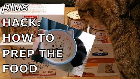 RENAL CAT FOODS REVIEW | Taste-tested wet diets for CKD cats + feeding method