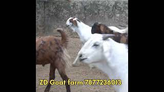 ईद वाले कुर्बानी बकरे ₹350/kg | zd goat farm beawar