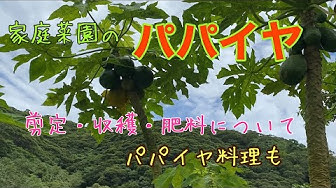 パパイヤ Youtube パパイヤ Youtube