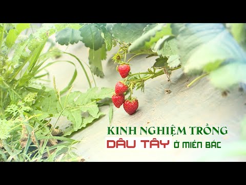 Video: Dâu tây thời tiết nóng - Mẹo trồng dâu tây ở vùng 9