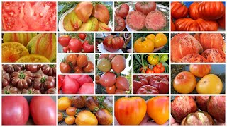 Грандиозное поступление семян  томатов. Более 100 редких сортов!