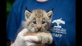 Canadian Lynx Kittens: First Exam